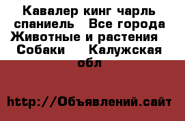 Кавалер кинг чарль спаниель - Все города Животные и растения » Собаки   . Калужская обл.